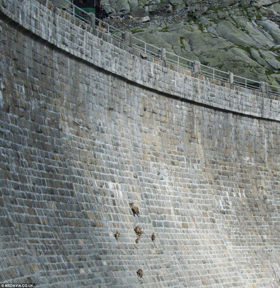 alpine ibex climbing dams