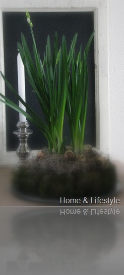Home & Lifestyle