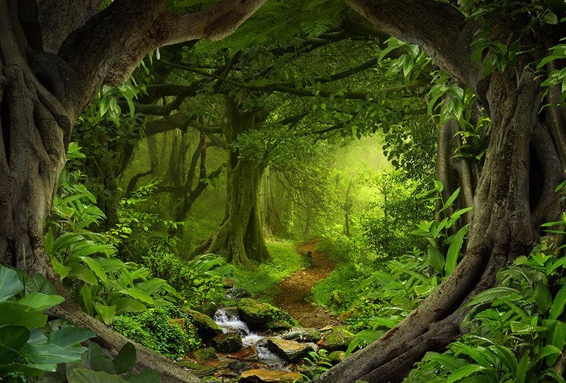 الغابات و أنواعها العلم نور