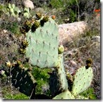 Sutherlin Trail Catalina St Pk 096