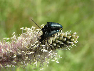 Carilia virginea (couple) IMG11764