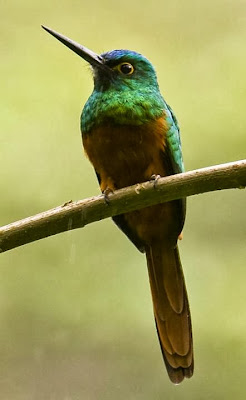 Jacamar de pecho cobrizo