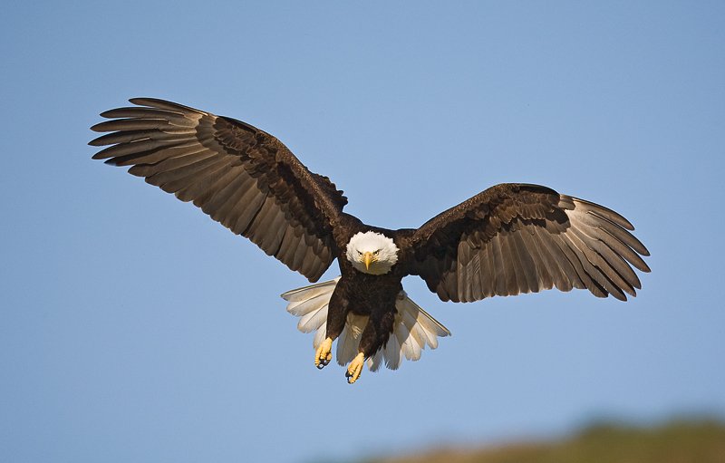 The majestic bald eagle is found throughout North America but more eagles