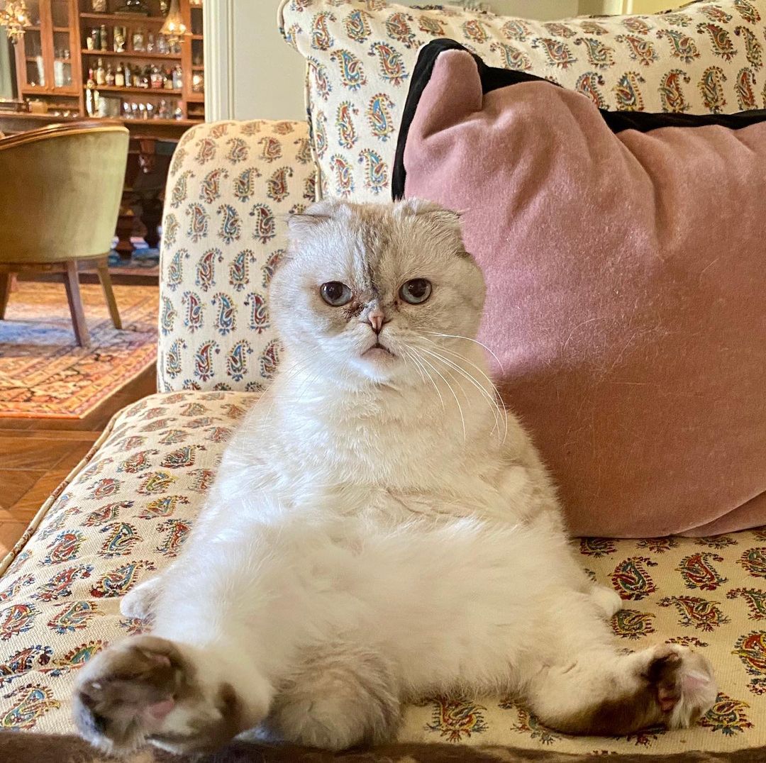 Taylor Swift's cat Olivia Benson