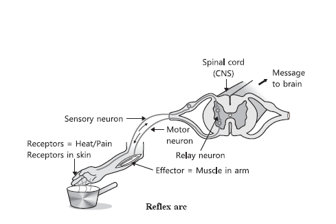 CONTROL AND COORDINATION