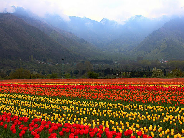 Tulips of Srinagar
