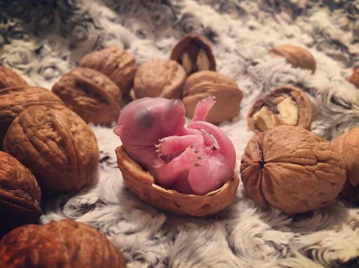 A Man Adopted A Baby Squirrel He Found On His Bed And It's The Most Adorable Story We Read Today