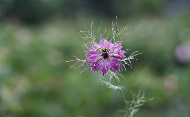 Love-in-a-Mist Flowers