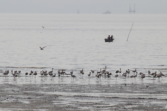 Lesser Flamingos - Haji bunder point, Sewri, Mumbai