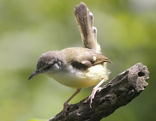 Semua Macam Jenis Burung Ciblek Lengkap dengan Gambar, Berbagai Macam Jenis Burung Ciblek Lengkap dengan Gambar, Semua Macam Jenis Burung Cucak Ijo Lengkap dengan Gambar