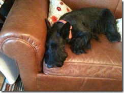 dog3