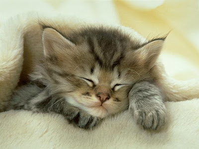  sleeping kitty cat 