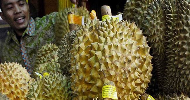 Durian Montong Banyumas  Bibit Durian Montong Unggul