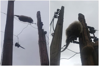 http://vnoticia.com.br/noticia/2911-ourico-cacheiro-e-resgatado-na-praia-de-guaxindiba