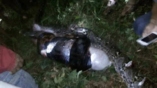 Missing man is cut out of giant python