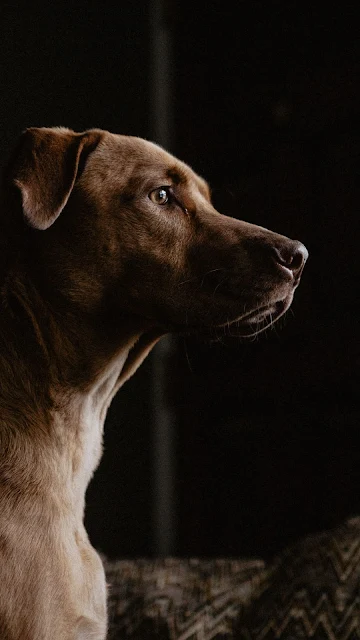 Labrador Dog, Pet, Friend
