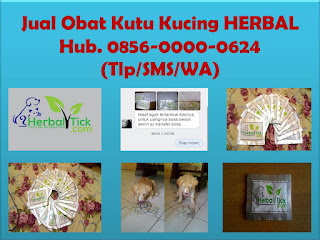 obat kutu kucing