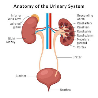 Anotmy of Kidneys and urinary system