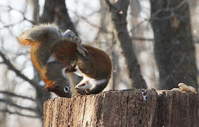 The ultimate squirrel battle, funny squirrel fight, funny squirrel pictures, funny pictures