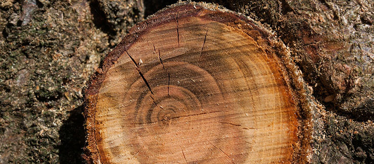 Dead branch removed to help the tree heal properly