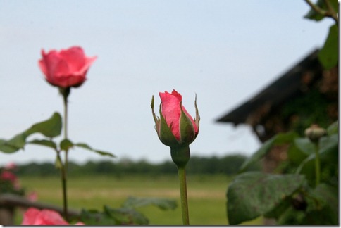IMG_4412 (2) (800x533)