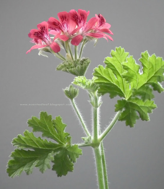 Concolor Lace, Filbert, Shottesham Pet scented pelargonium flowers and leaves 