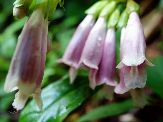 Chelonopsis moschata