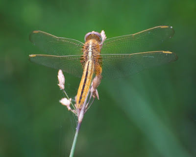 Crocothemis servilia