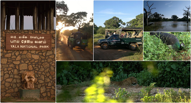 Safari in Yala National Park - Southern Sri Lanka - Leopards - Safari Jeeps