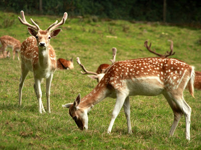 Deer in Dartmoor Zoological Park.