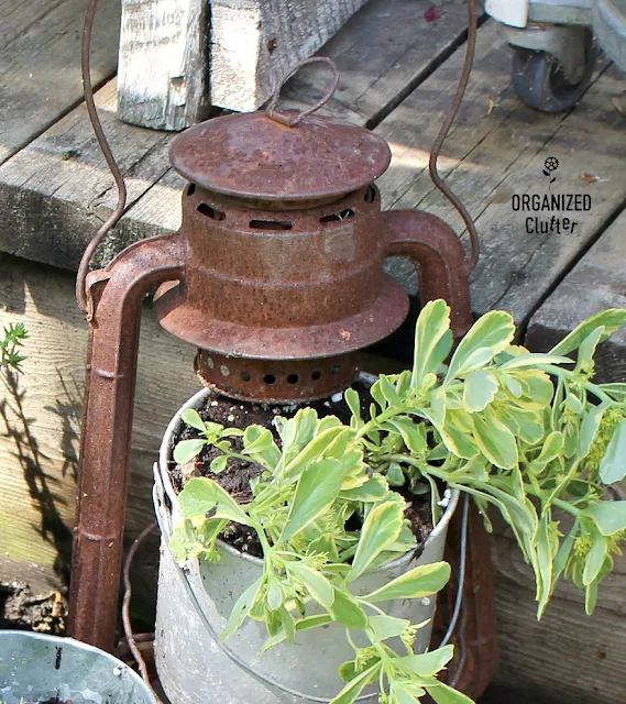 Succulents, Galvanized Buckets and a Rusty Lantern #junkgarden #gardenjunk