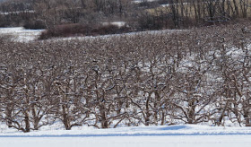 apple orchard in winter