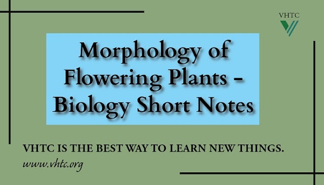 Morphology of Flowering Plants - Biology Short Notes 📚