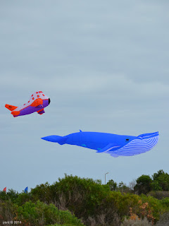 whale plane