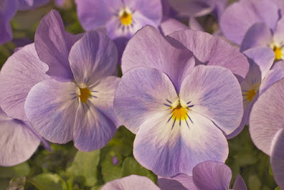 Viola del pensiero dai colori pastello