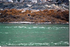 eagle eating a salmon