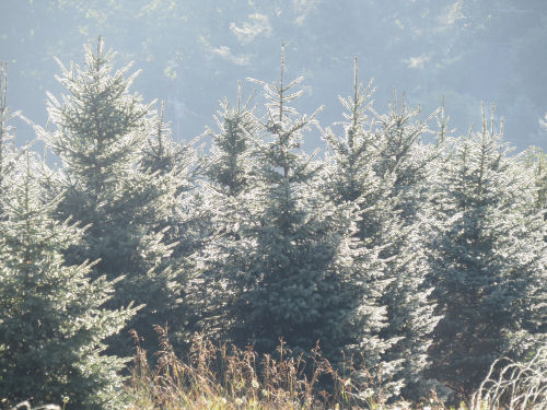 light on spruce trees