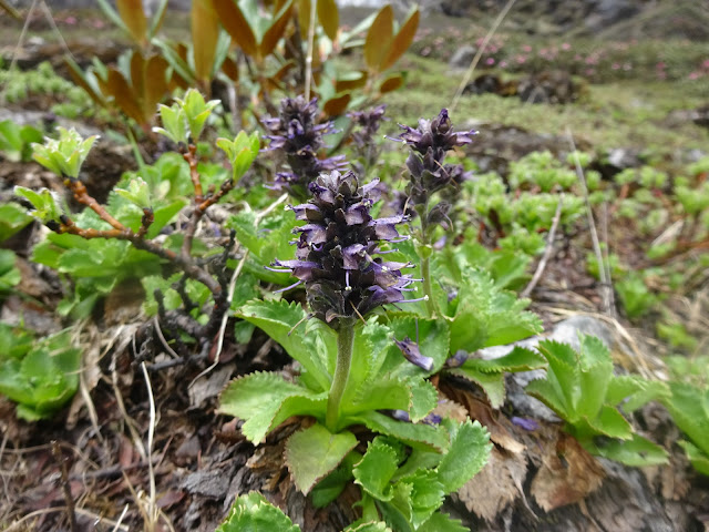 Endangered Medicinal  Plants Of Nepal, Picrorhiza scrophulariflora Pennel