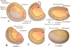 Gastrula