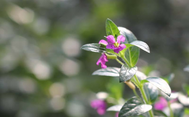 Mexican Heather Flowers Pictures