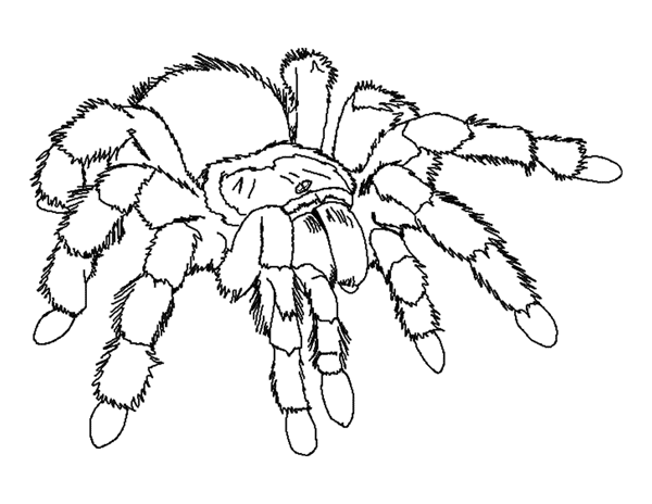 Spider Color Page Animal Coloring