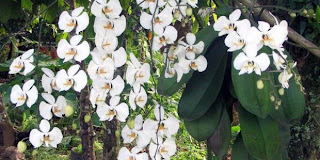 Sulawesi Orchid Threatened by Mine