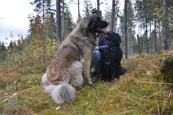 leonberger