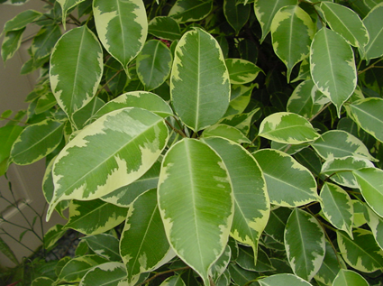Ficus