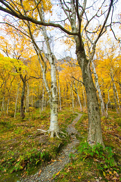 Foliage al Monte Mansfield