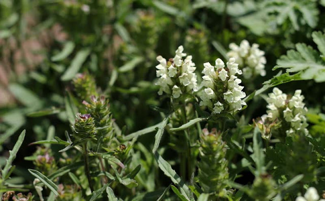 Prunella laciniata Flowers Pictures