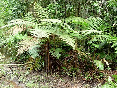 Tree ferns (Cyathea sp.)