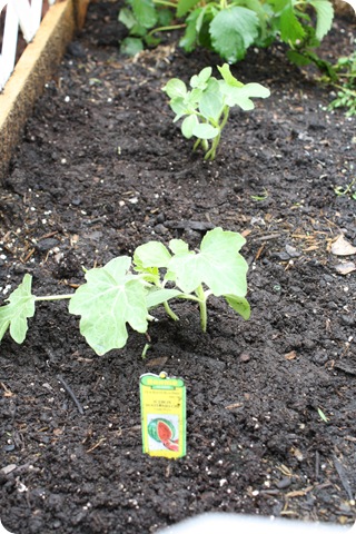 watermelon