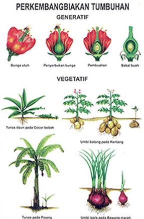 Zone Makalah: Perkembangbiakan Pada Tumbuhan