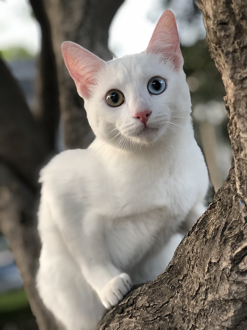 A Khao Manee Heterochromia cat